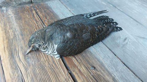 Common Cuckoo