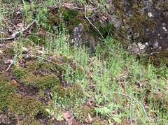 Cryptantha torreyana