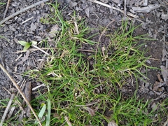 Poa supina