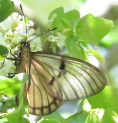 Acraea rabbaiae rabbaiae