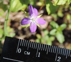 Triodanis perfoliata