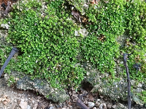 Hyophila Moss