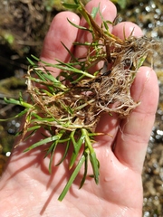 Poa supina