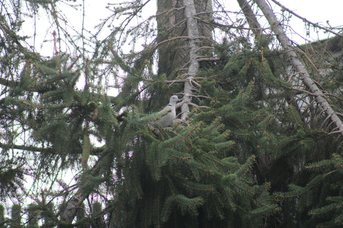Eurasian Collared-Dove