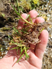 Poa supina