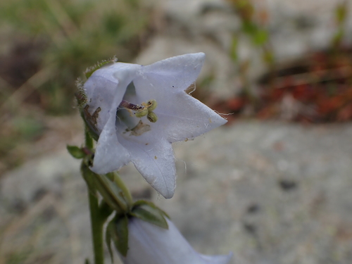 Campanula barbata, photograph 5