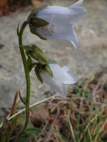 Campanula barbata, photograph 6