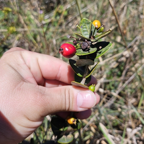 Eugenia bimarginata, 2026-08-30