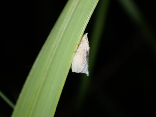Mimophantia observed 2026-08-31
