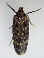 Bryotropha affinis