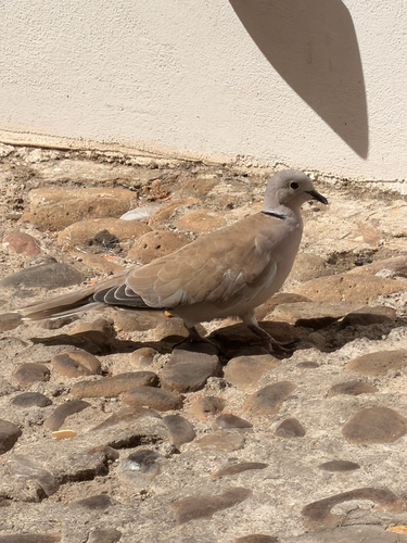 Eurasian Collared-Dove
