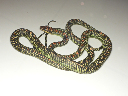 Paradise Flying Snake