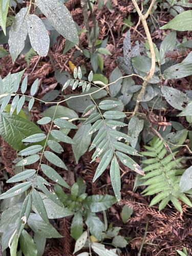 Machaerium stipitatum