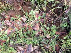 Cryptantha torreyana