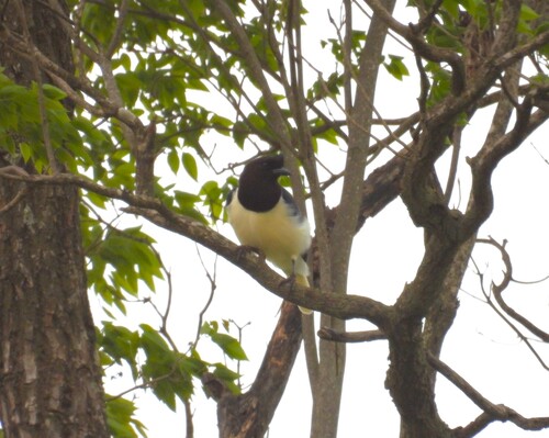 Curl-crested Jay