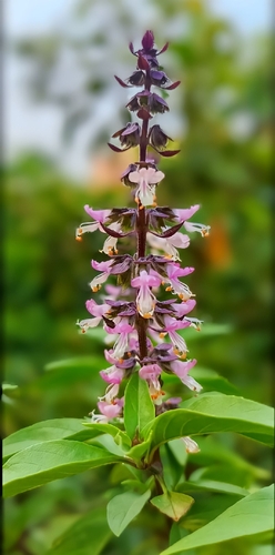 Sweet basil