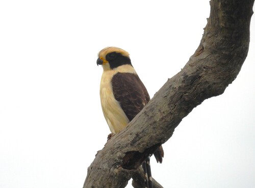 Laughing Falcon