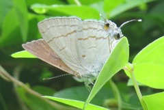 Hypolycaena
