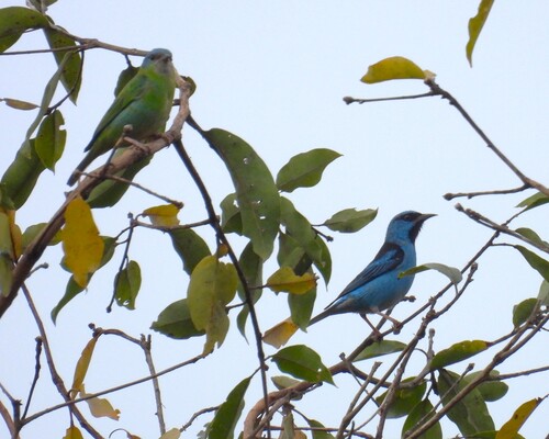 Blue Dacnis