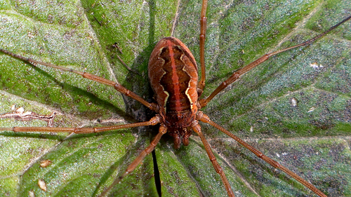 Saddleback Harvestman