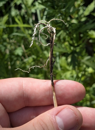 Ustilago syntherismae, 2026-08-31