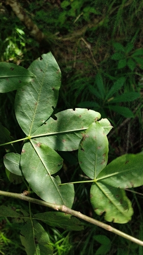 Laburnum alpinum, 2026-08-31