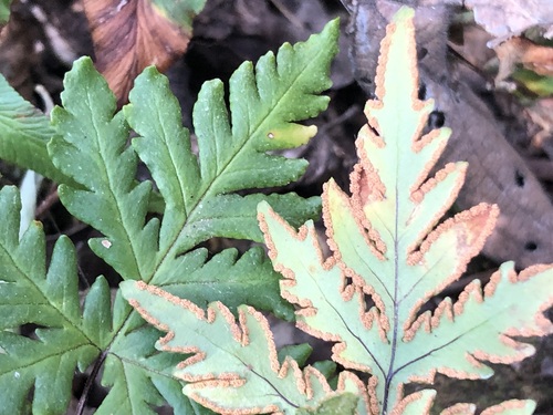 Doryopteris concolor observed 2026-08-30