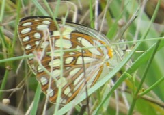 Colotis protomedia