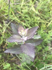 Eupatorium rotundifolium
