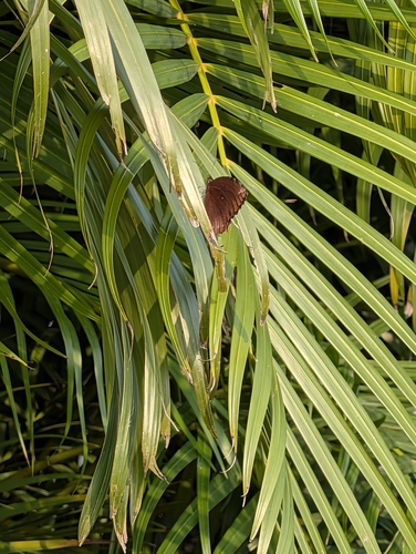 Common Palmfly