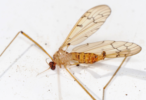 Metalimnobia triocellata photo 3
