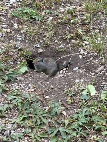Uinta Ground Squirrel observed by cwehner88