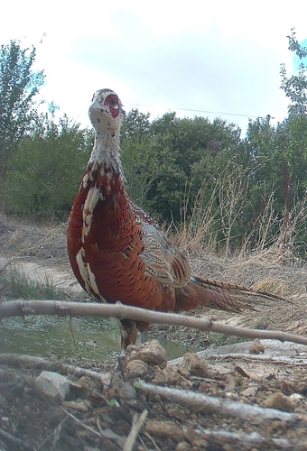 Ring-necked Pheasant