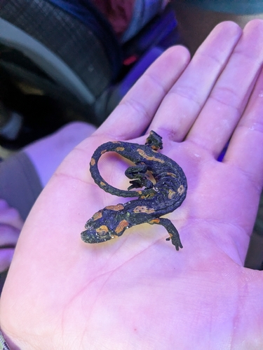 Fire Salamander
