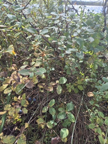 bog bilberry