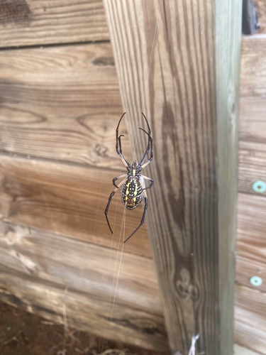 Yellow Garden Spider