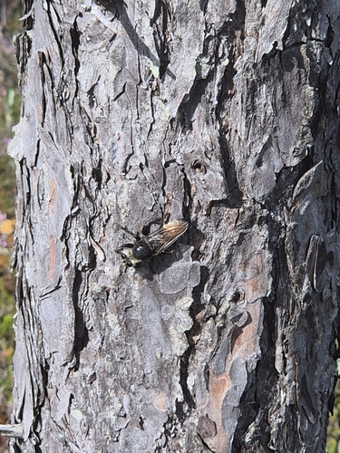 Laphria gibbosa
