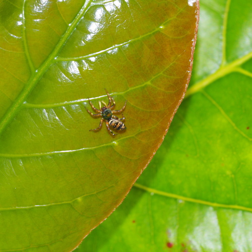 Sea-green Northern Jumper