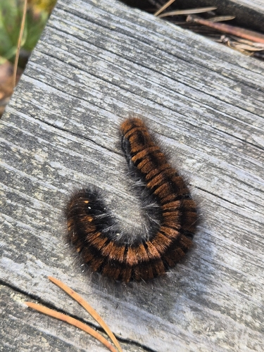 Fox Moth