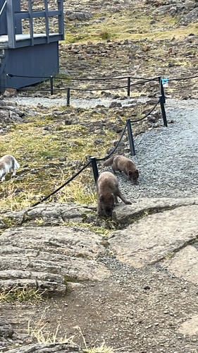 Arctic Fox observed by beeblebrox2