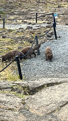 Arctic Fox observed by beeblebrox2