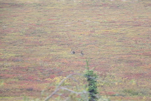 Alaskan Barren-Ground Caribou observed by dinofish99
