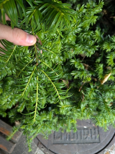 common yew