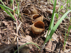 Helvella acetabulum