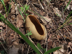 Helvella acetabulum