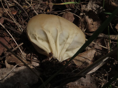 Helvella acetabulum
