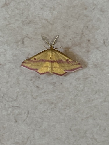 Chickweed Geometer Moth