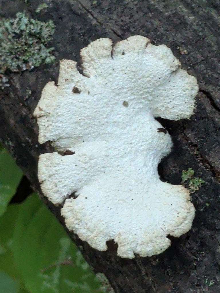 splitgill mushroom · August 2026 · photo: Photo: (c) Tom Field, some rights reserved (CC BY) · iNaturalist