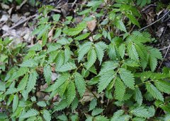 Elatostema involucratum