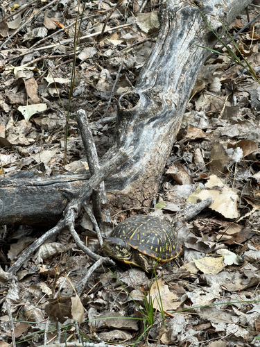 Ornate Box Turtle
